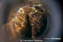 The seahorse tunnel. by Francesco Pacienza 